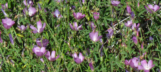 Field of waxy Checkerblooms blooming.